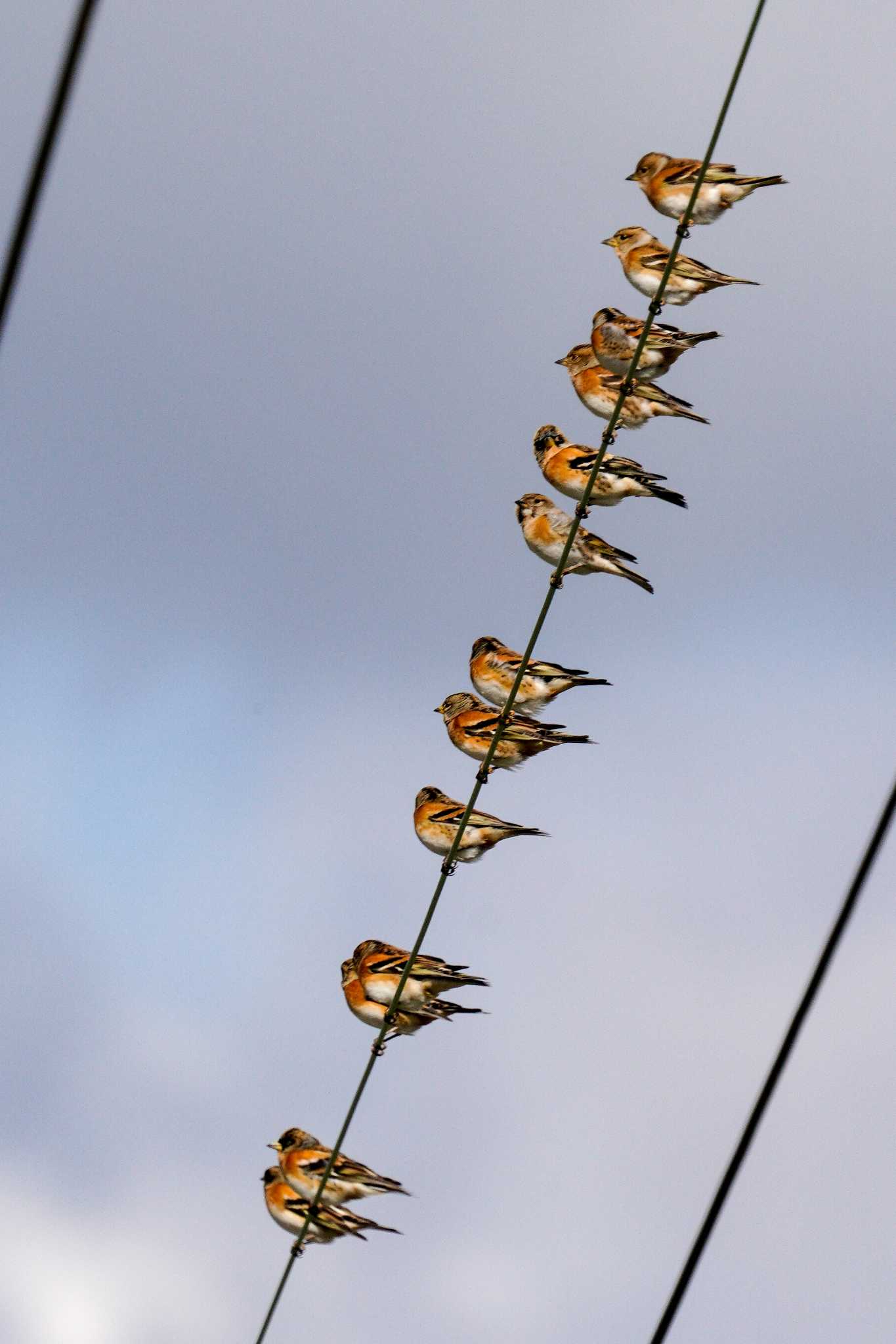 新旭水鳥観察センター アトリの写真 by C君