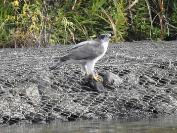 2020年10月25日(日) 新横浜公園の野鳥観察記録