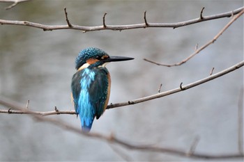 2020年10月7日(水) 野川の野鳥観察記録
