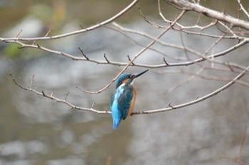 カワセミ 野川 2020年10月7日(水)