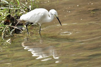 コサギ 野川 2020年10月12日(月)