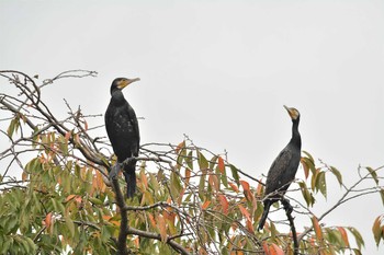 2020年10月12日(月) 野川の野鳥観察記録