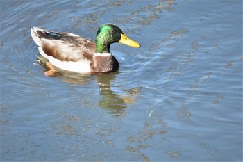 2020年10月20日(火) 野川の野鳥観察記録