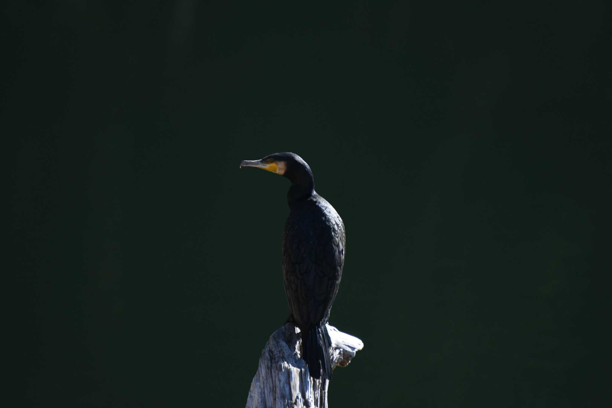 Photo of Great Cormorant at 刈込湖 by エナガ好き