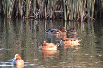 2020年10月21日(水) 武蔵野の森公園の野鳥観察記録