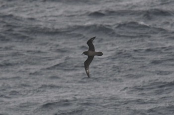 Providence Petrel