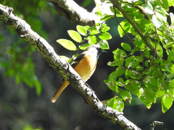 2020年10月25日(日) 大阪南港野鳥園の野鳥観察記録