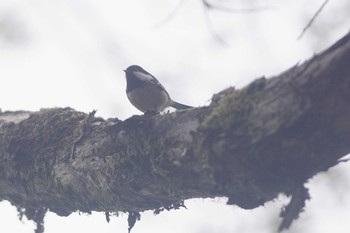 ヒガラ 福島県 2020年10月15日(木)