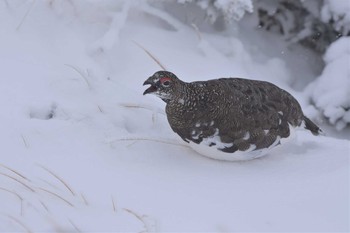 ライチョウ 室堂平 2020年10月24日(土)