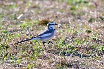 White Wagtail 旭公園 Fri, 1/11/2019