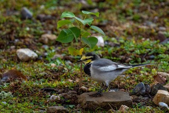 White Wagtail 東大寺 Mon, 10/26/2020