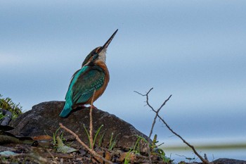 Common Kingfisher 東大寺 Mon, 10/26/2020