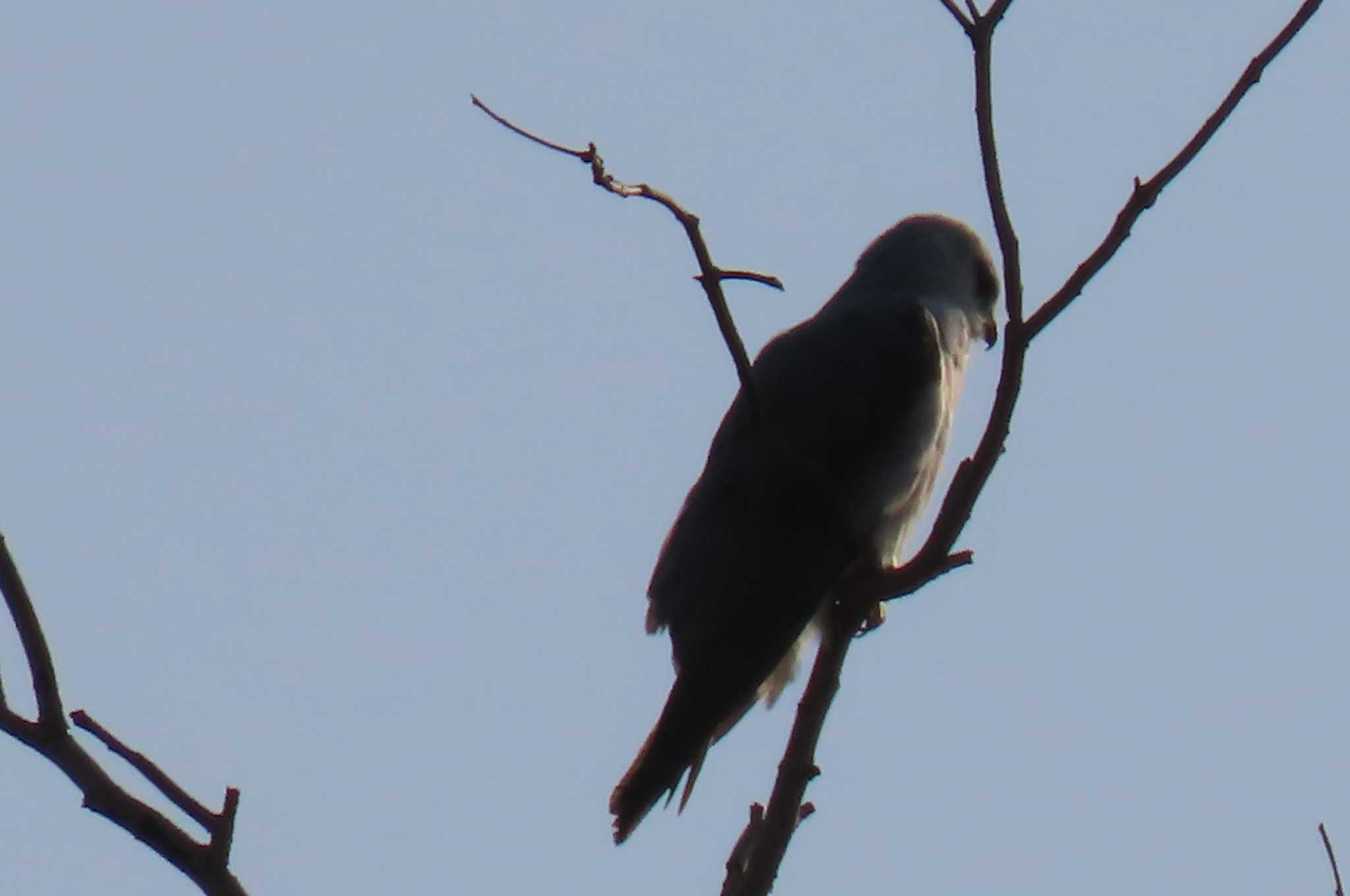 Photo of Black-shouldered Kite at Lake Bang Phra､ Chon Buri  by span265