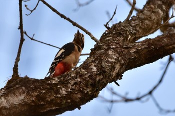 Great Spotted Woodpecker 須山口登山道 Mon, 10/26/2020