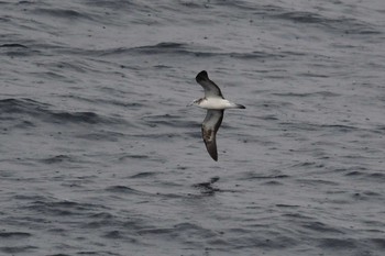 Fri, 10/23/2020 Birding report at 大洗-苫小牧航路