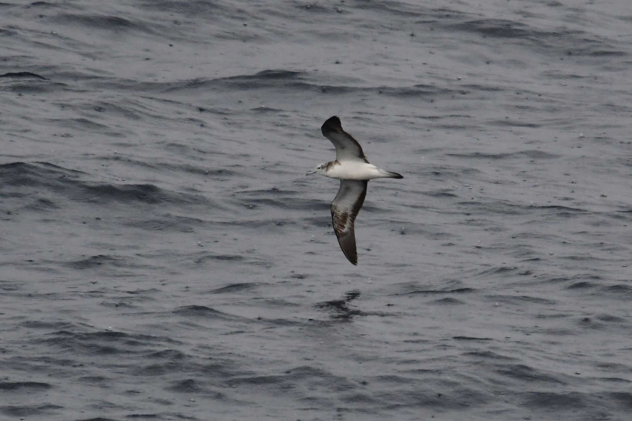 Streaked Shearwater