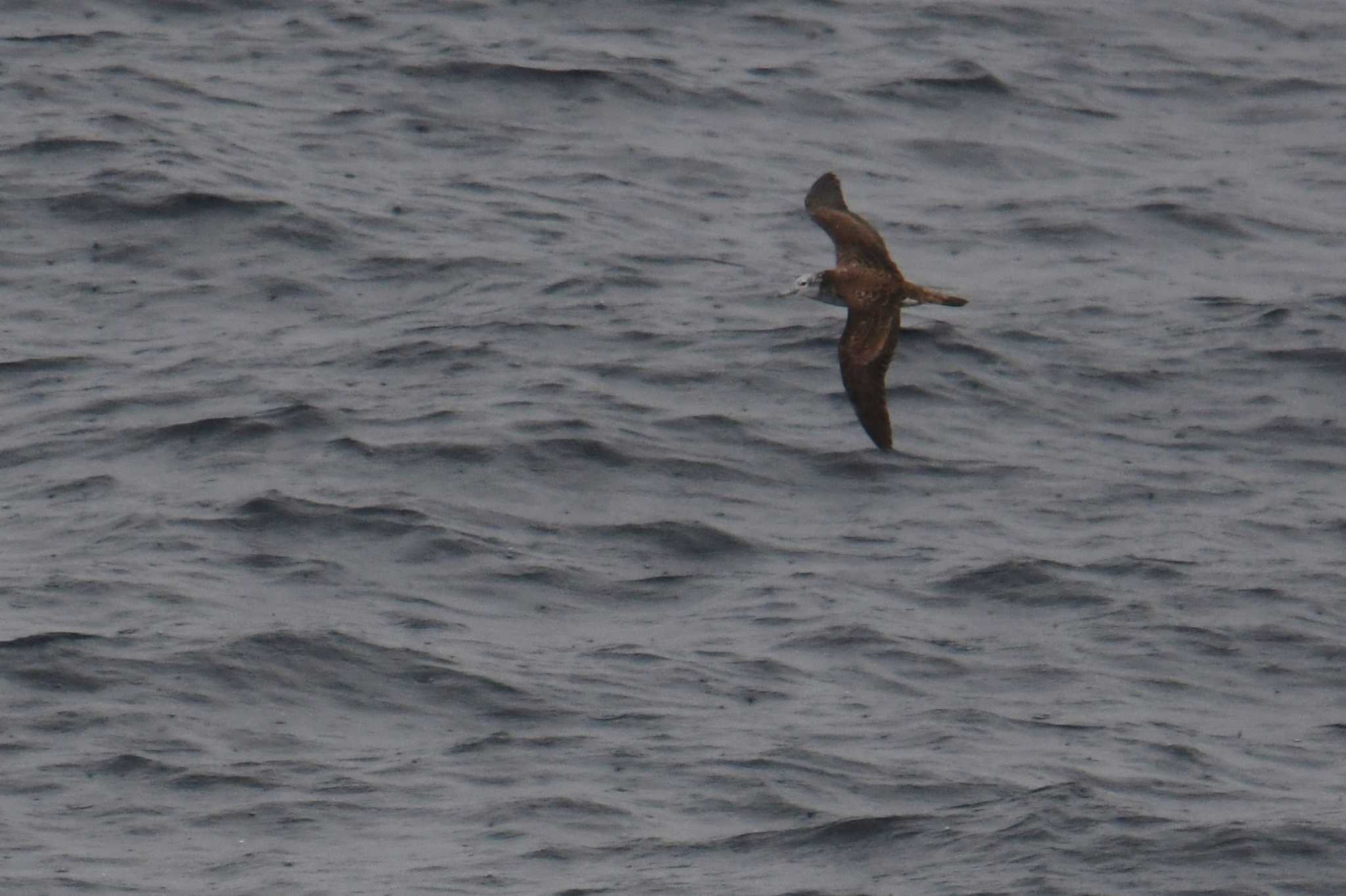 Streaked Shearwater