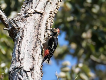 Sun, 10/25/2020 Birding report at 金ヶ崎公園(明石市)