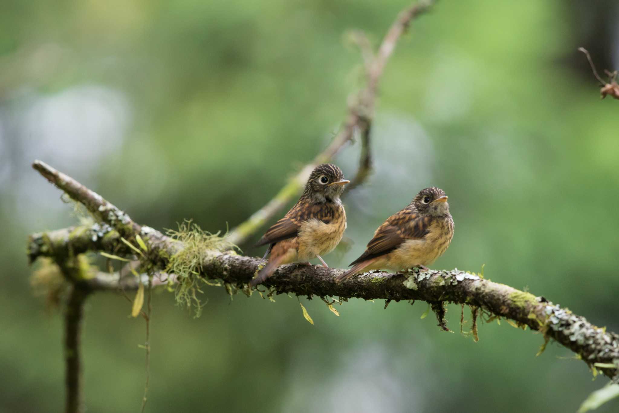 Photo of Ferruginous Flycatcher at 阿里山国家森林遊楽区 by Trio