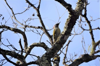 2020年10月25日(日) 戸隠森林植物園(戸隠森林公園)の野鳥観察記録