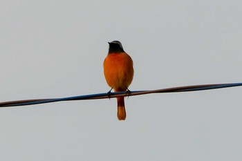 2020年10月26日(月) 三ツ池公園(横浜市鶴見区)の野鳥観察記録