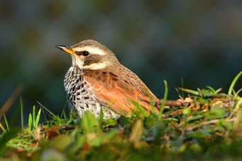 Dusky Thrush 旭公園 Fri, 1/11/2019