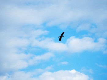 2020年10月24日(土) 不忍池(上野恩賜公園)の野鳥観察記録