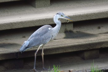 Grey Heron 柏尾川 Sun, 8/21/2016