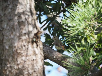 Narcissus Flycatcher Kasai Rinkai Park Sun, 10/18/2020