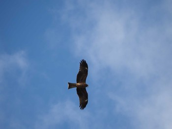 Black Kite Kasai Rinkai Park Sun, 10/18/2020