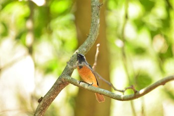 2020年10月25日(日) 早戸川林道の野鳥観察記録