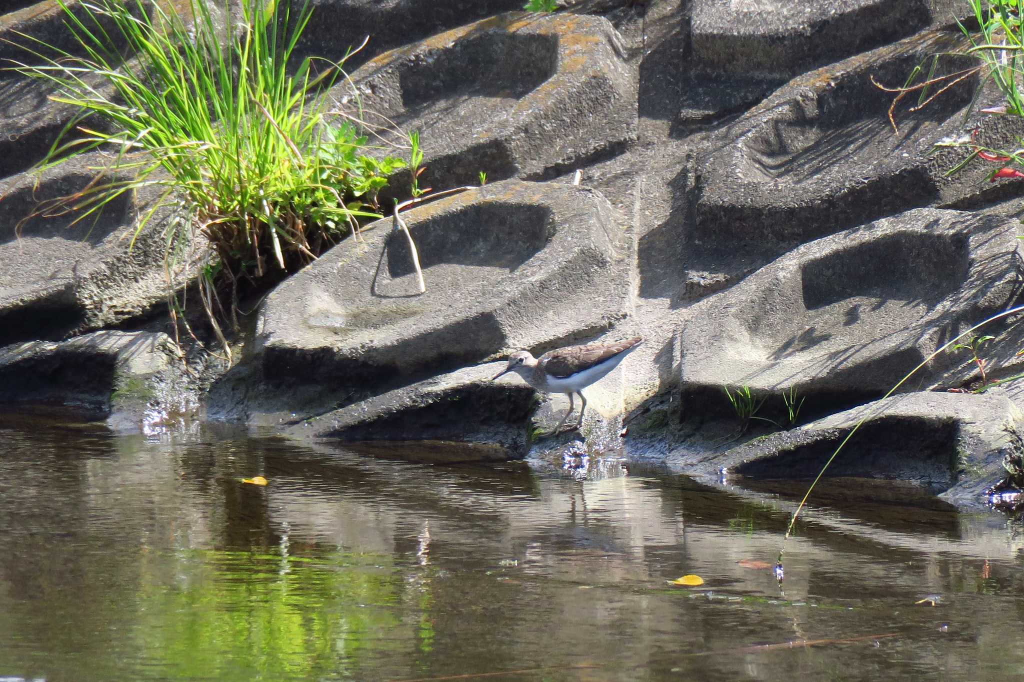 Photo of Common Sandpiper at 柏尾川 by shin