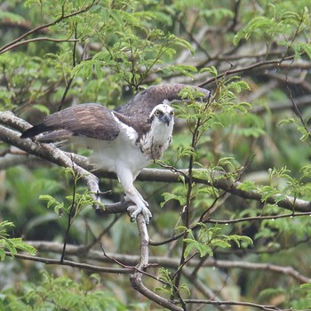 Osprey Mishima Island Unknown Date