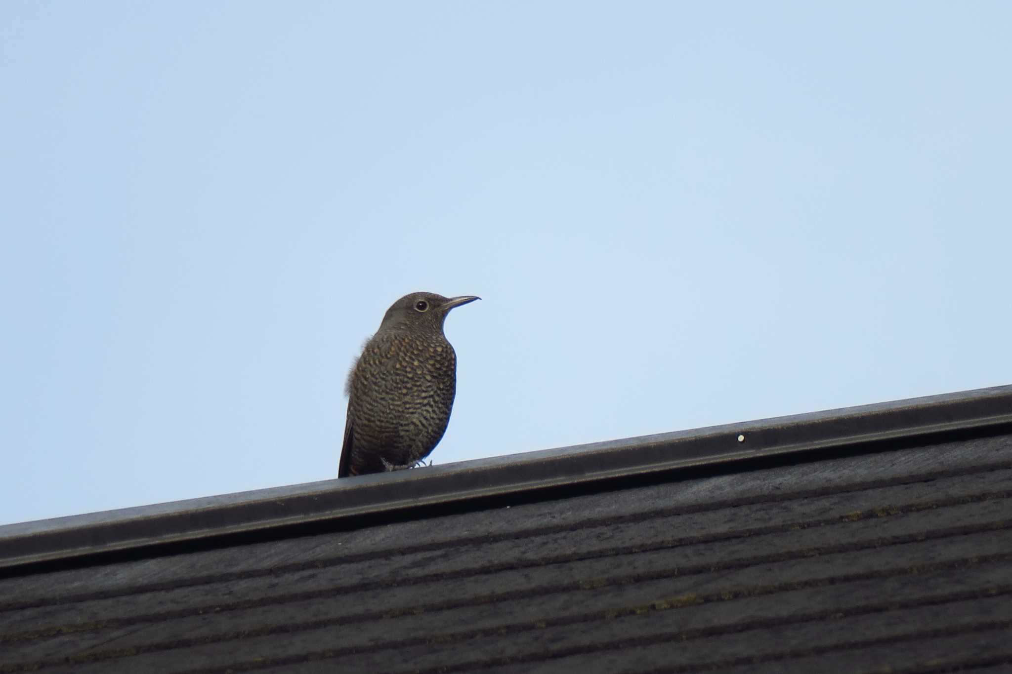 Photo of Blue Rock Thrush at 柏尾川 by shin