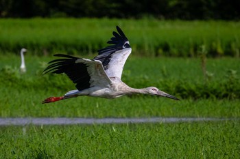 コウノトリ 場所が不明 撮影日未設定