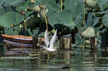 Whiskered Tern Unknown Spots Sun, 8/21/2016