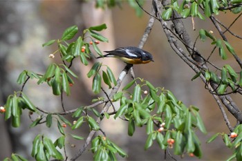 ムギマキ 戸隠森林植物園(戸隠森林公園) 2020年10月25日(日)