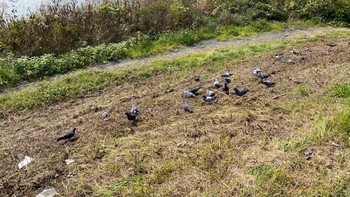 2020年10月27日(火) 浅川 (八王子)の野鳥観察記録