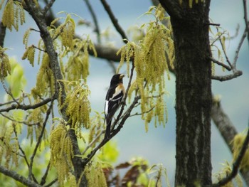 Brambling 権現山(弘法山公園) Sun, 4/19/2015