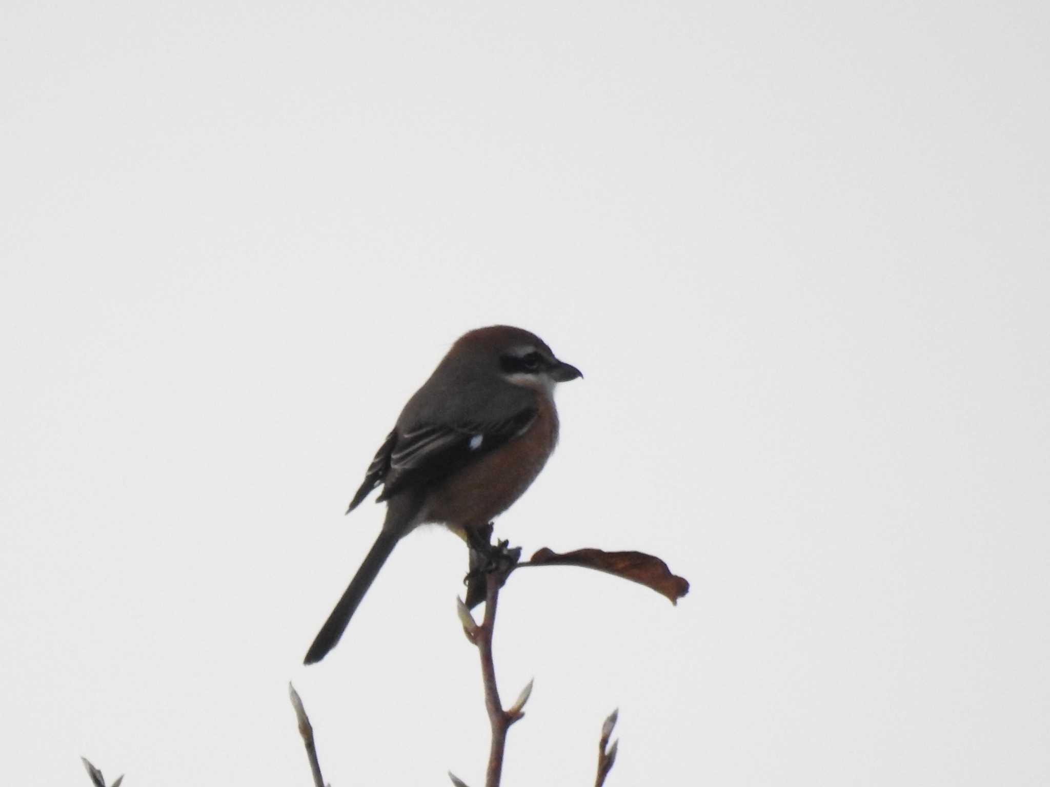 Bull-headed Shrike