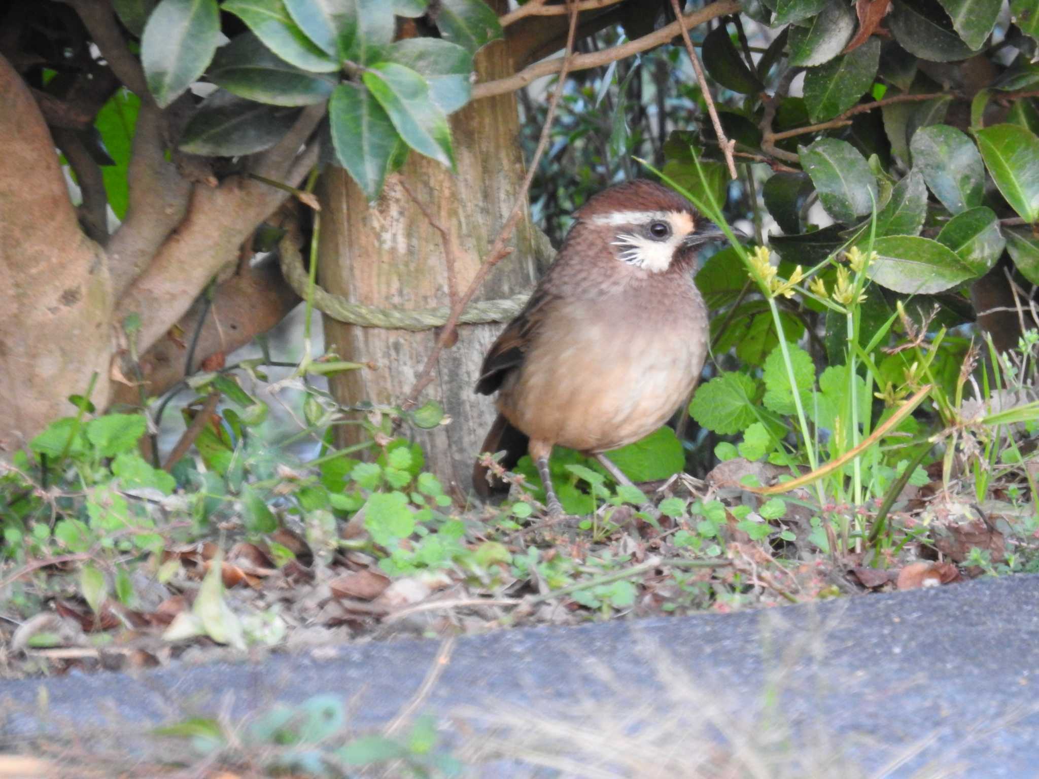 White-browed Laughingthrush