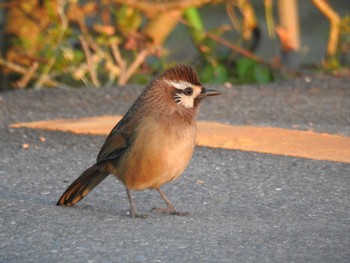 Sun, 10/25/2020 Birding report at 赤城山