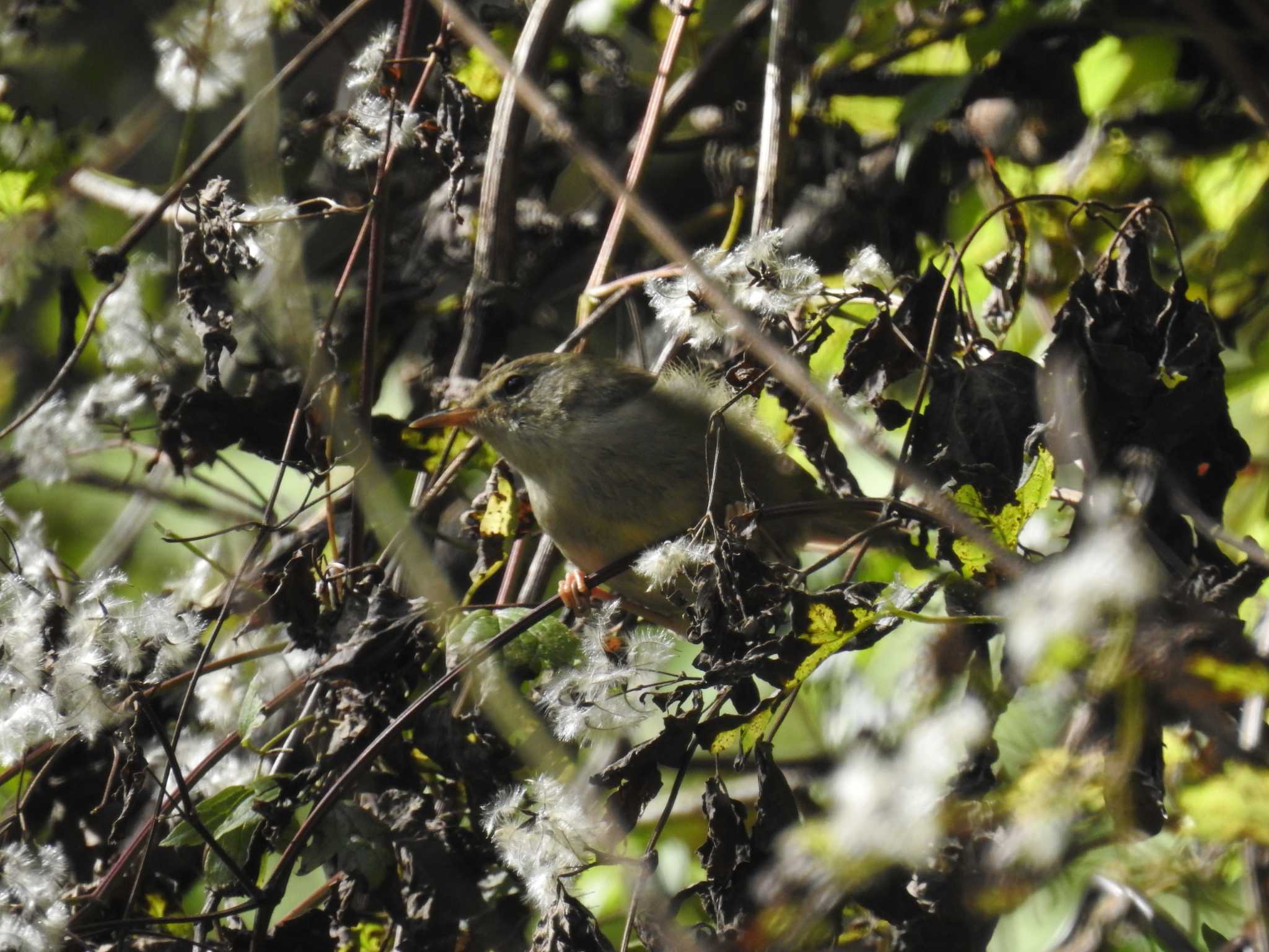 Eastern Crowned Warbler