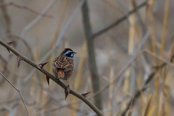 Meadow Bunting 多摩川 Sat, 4/2/2016