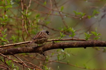 Masked Bunting Unknown Spots Wed, 4/13/2016