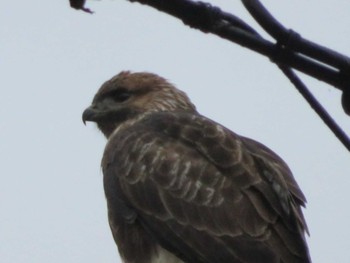 Eastern Buzzard Unknown Spots Tue, 10/27/2020