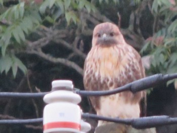 Eastern Buzzard Unknown Spots Tue, 10/27/2020