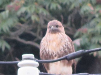 Eastern Buzzard Unknown Spots Tue, 10/27/2020