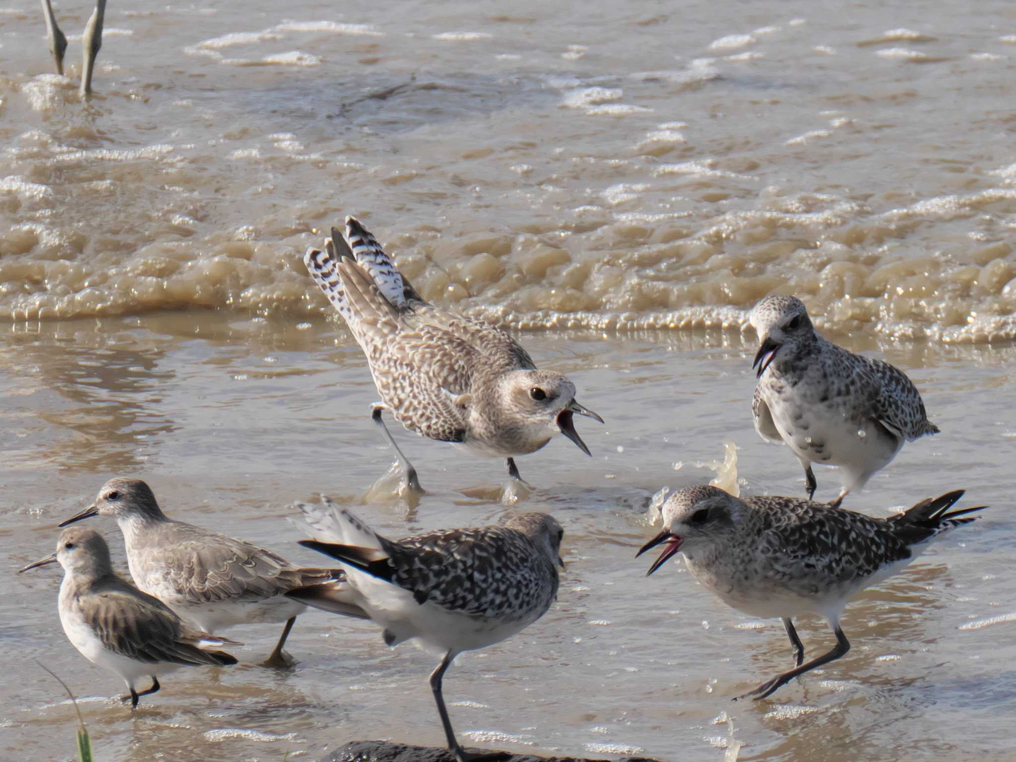 Photo of Grey Plover at Daijugarami Higashiyoka Coast by 禽好き