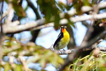 Narcissus Flycatcher 稲佐山公園 Tue, 10/27/2020